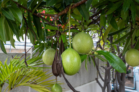 Close-up of exotic Pong Pong fruit hanging on a tree in Thailand