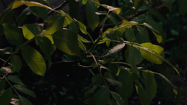 Dark rainy leaves and thin tree branches moving in dramatic night atmosphere perfect for cinematic weather footage and moody natural backgrounds