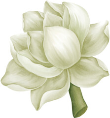 Fototapeta premium White Jasmine Love Never Fades