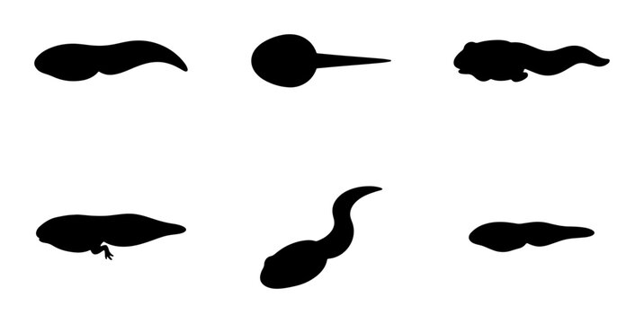 Tadpole Life Cycle Stages, Frog Metamorphosis Icons, Aquatic Larva Silhouettes