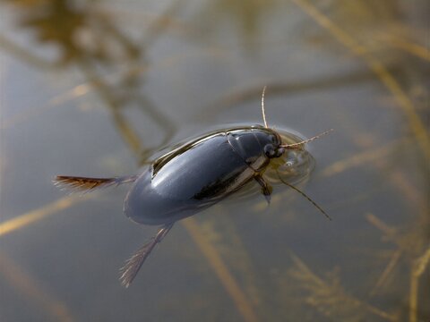 Japanese Diving Beetle Aquatic Beetle