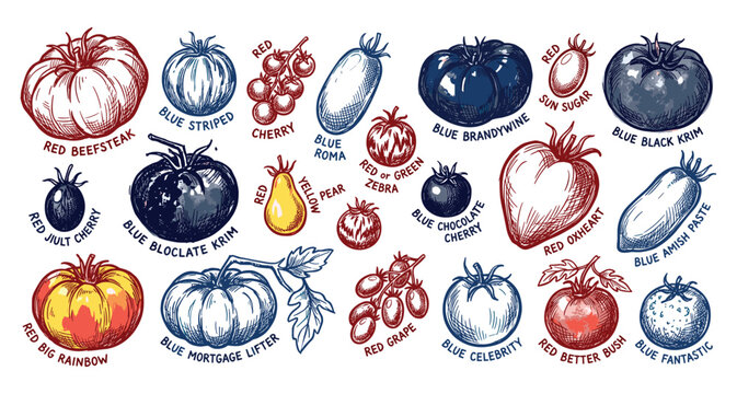 Various hand-drawn tomato varieties, including red beefsteak, blue striped, and yellow pear, are arranged in a vibrant pattern