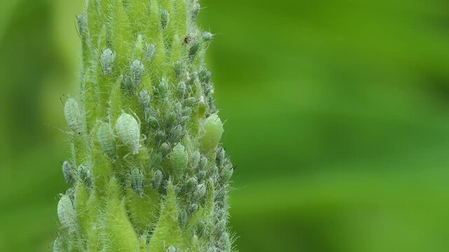A mass of grey lupin aphids clustered on the flower head.