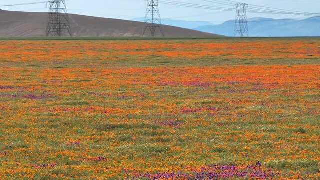 Aerial telezoom of orange wildflowers superbloom in Antelope Valley, sunny day