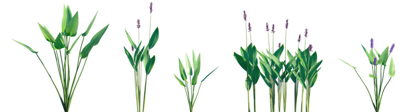 Set of Pontederia cordata and Thalia dealbata frontal isolated png on a transparent background perfectly cutout high resolution