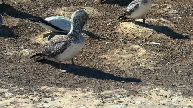 Juvenile Australasian gannet standing on dry rocky nesting terrain within the Cape Kidnappers Gannet Colony in Hawke&rsquo;s Bay, New Zealand. Static wildlife shot