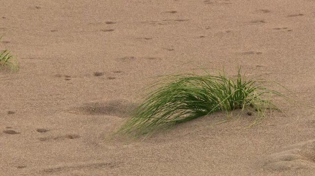 Single tuft of dune grass growing from smooth sandy terrain at Great Sand Dunes National Park, Colorado, USA. Static shot