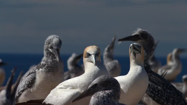 Group of northern gannets and juvenile seabirds standing together near blue ocean, shallow depth of field. Gannets Colony, Cape Kidnapper, New Zealand