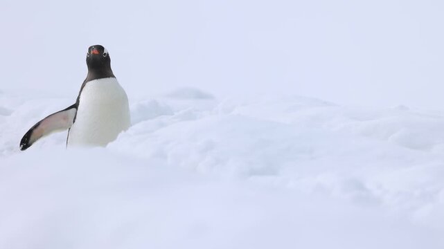 Gentoo penguin walks through deep Antarctic snow in a minimalist polar scene, isolated against a white winter backdrop with strong copy space.