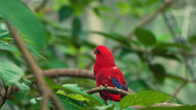Vivid red Blue-streaked Lory with blue wing patches perched alert on tropical branch at Edward Youde Aviary Hong Kong