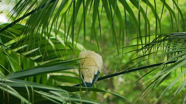 Creamy yellow fruit dove preening and resting on palm frond stem hidden in lush tropical canopy at Edward Youde Aviary
