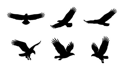 Fototapeta premium Eagle Silhouette Set, Bird Flight Poses, Wildlife Vector Icons, Freedom Symbol