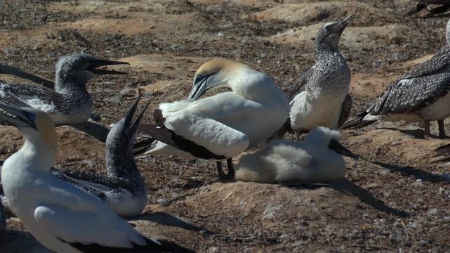 Northern gannets with juvenile birds and fluffy chick gathered on rocky nesting terrain near Cape Kidnappers, Hawke&rsquo;s Bay, New Zealand. Static wildlife shot