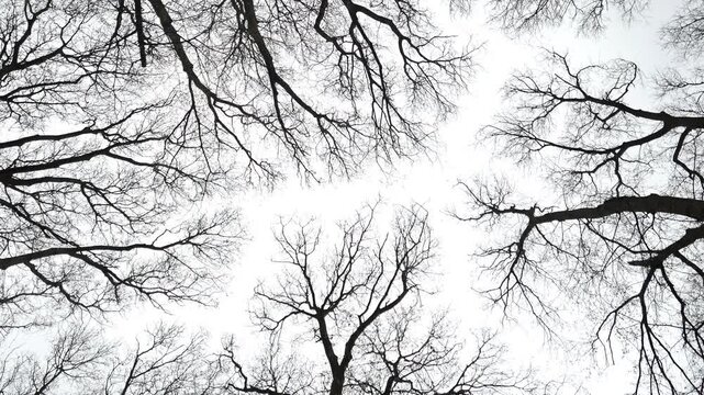 Bare winter tree canopy silhouettes against overcast sky &mdash; looking up at interlaced branches, 4K