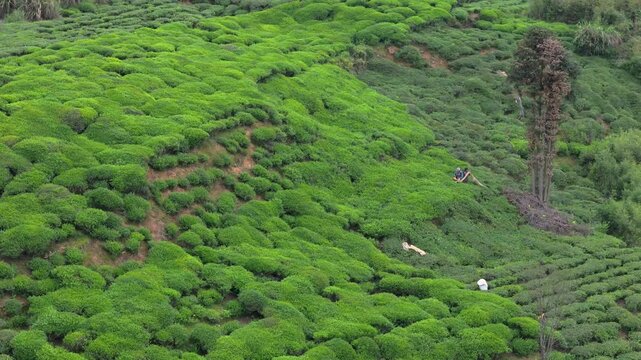 Spring Green Tea Mountain in Southern Anhui and Tea Farmers Picking Tea