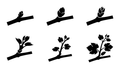 Plant Growth Stages Vector Icons, Bud to Leaf Development, Botanical Science Illustration © Mizan