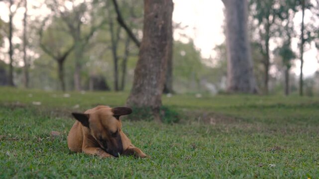 brown dog lying on the grass in a park, happily chewing on a small bone