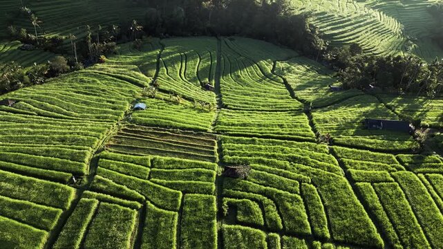 Geometric tropical farmland patterns with long morning shadows across layered green hillsides surrounded by palm trees pushi-in aerial drone footage.