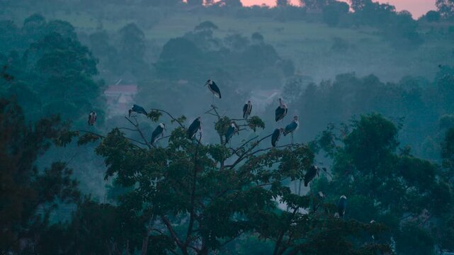 Group of marabou storks resting on a treetop in a misty african jungle landscape at sunrise