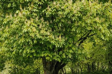 Dense green horse chestnut foliage with upright clusters of small white flowers creates a fresh, natural spring backdrop. © Jolanta