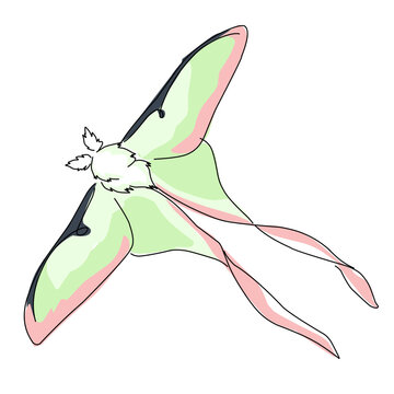 Luna moth flat icon illustration 