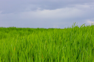 Obraz premium An endless green field of young grass stretches under a cloudy and gloomy spring sky. Bright juicy stems create a rich natural carpet contrasting with gray storm clouds.