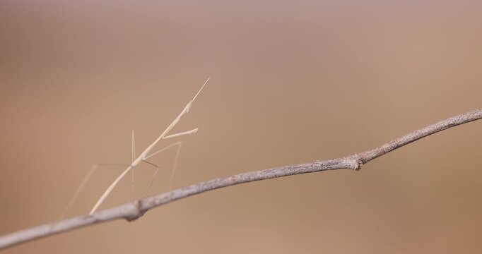 Indian Grass Mantis blends with the stick it stands on, perfectly matching its slender shape