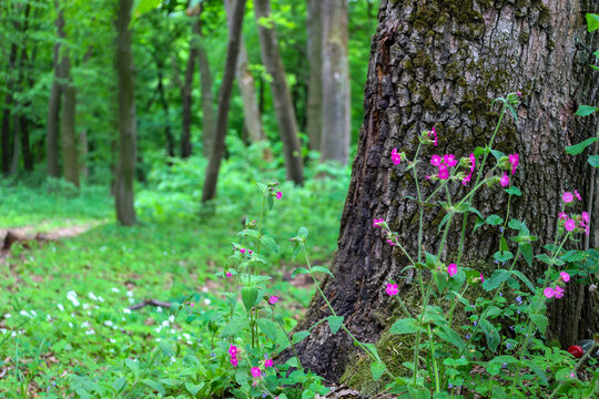 Bright pink flowers of wild campion bloom gently at the base of an old, mighty tree with deeply textured bark. The picturesque spring forest in the background with lush green grass creates a cozy, fre