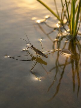 Water Strider Walking on Water