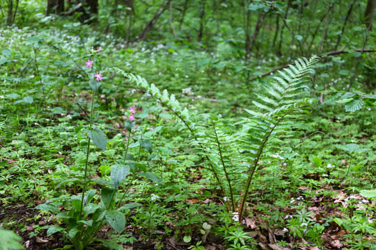 Delicate pink flowers of wild campion and green fern leaves bloom on a lush forest glade in spring. The rich nature of the dense woods impresses with its primal beauty, diverse flora, and freshness of
