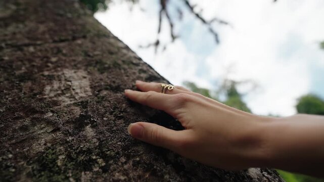 Close up of hand touching textured tree bark in tropical jungle of Tikal Guatemala