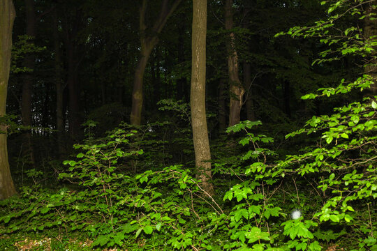 Dense green bushes and tall tree trunks in a night or deep twilight forest flash from the artificial light of a flashlight.