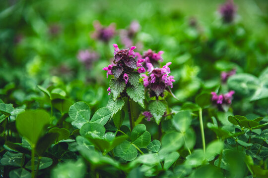 Wild Purple Dead-Nettle Flowers in Green Meadow
