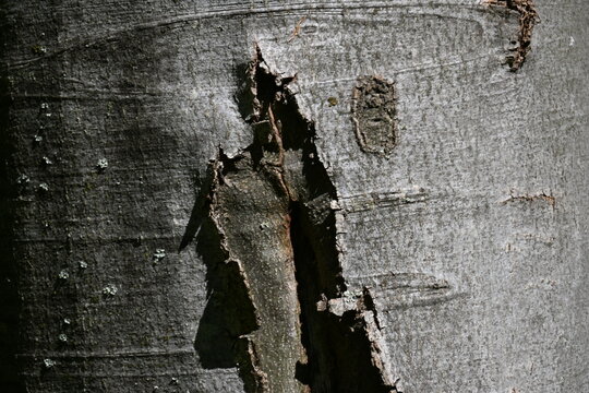 Damaged beech tree bark texture forming an abstract human figure pattern.