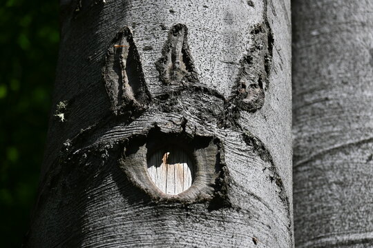 Natural tree bark growth resembling a bat or wolf face on a beech trunk.