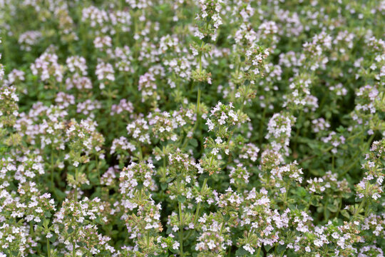 The thymus grows in clusters