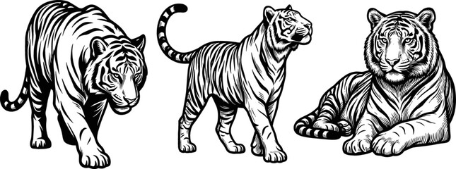 Vintage Hand Drawn Tiger Vector Set Featuring Majestic Wild Cats in Walking Stalking and Lying Down Poses for Tattoo and Apparel Designs © MdMohsin