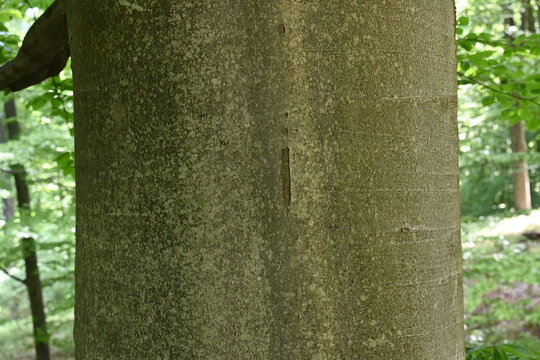 Smooth bark texture of an ancient beech tree in Danilova kosa,Krupanj, Western Serbia.