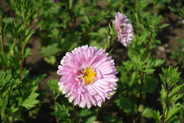 Obraz premium Two pink flowers of China asters in August