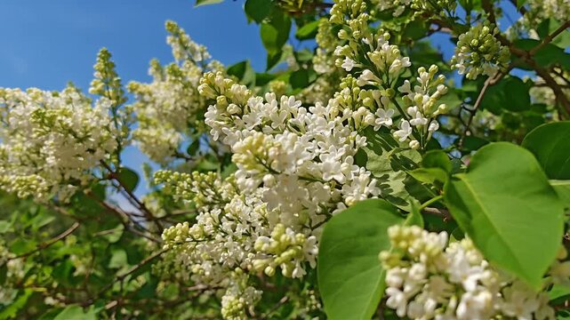 White lilac bush in full spring bloom. Garden centerpiece, seasonal transformation, fragrant flowering shrub, botanical beauty.