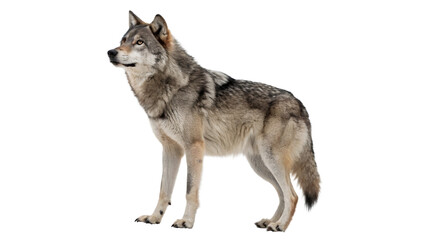 A powerful majestic wild grey wolf predator mammal standing proudly facing side isolated on transparent background cut out © Ivan