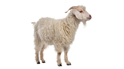 A small cute young domestic white sheep lamb livestock animal standing side view isolated on transparent background cut out © Ivan