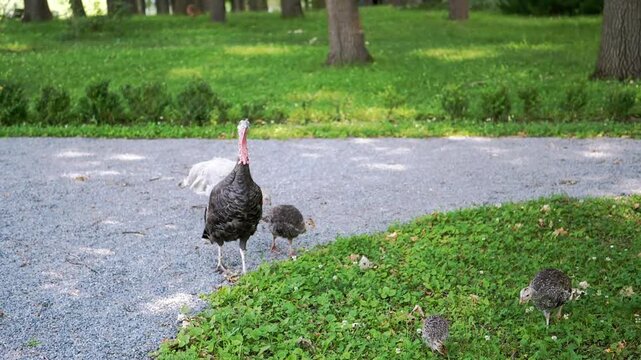 A mother turkey leads her young chicks across a gravel path bordering a lush green lawn in a serene park setting. This heartwarming scene captures the beauty of family in nature.
