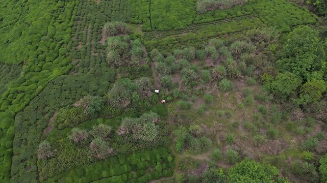 Aerial photography of tea pickers in tea gardens in the mountainous areas of southern Anhui province, resisting the tea and descending the mountain