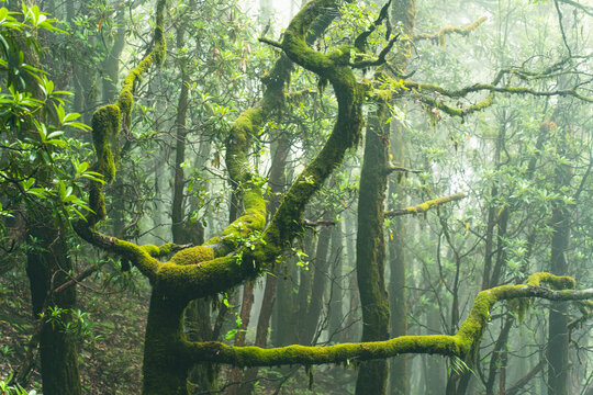 Mossy twisted tree branches in a misty temperate forest at Ali Bedni Bugyal, Chamoli, Uttarakhand, India