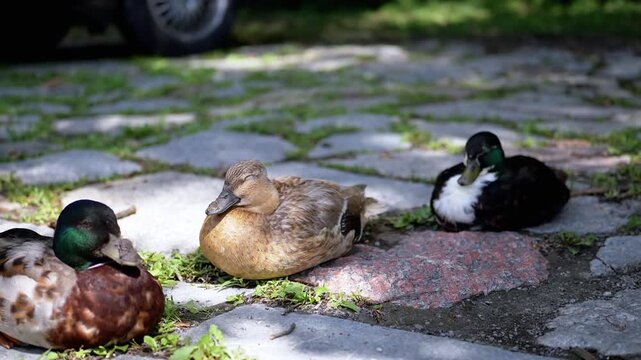 Three Sebright chickens peck at the ground in a park, foraging for food. Other fowl wander in the background on a grassy lawn. A charming scene of rural life in an urban setting.