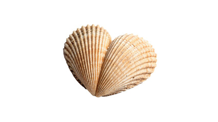 A natural textured bivalve cockle sea shell showing delicate striped patterns isolated on transparent background © Pavel