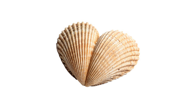A natural textured bivalve cockle sea shell showing delicate striped patterns isolated on transparent background