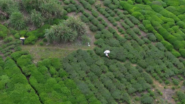 The tea picker carrying the packed tea leaves down the mountain