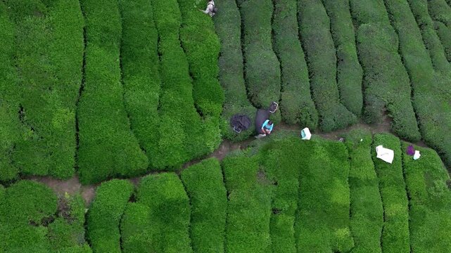 Aerial photography of tea gardens and tea pickers